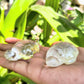 Clear Quartz Tortoise