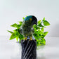 Multi-Stone Parrot